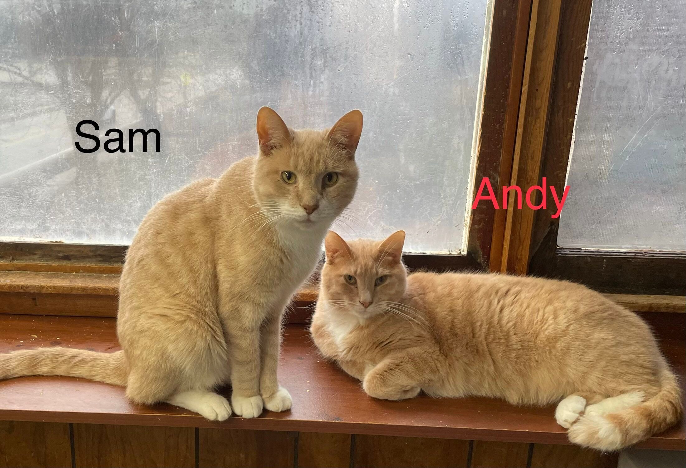 Sam, a Adoptable Domestic Short Hair in Peru, IN image 3/6