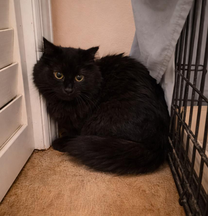 Tornado (and Winter), ADOPTABLE, Kitten Male Domestic Short Hair.