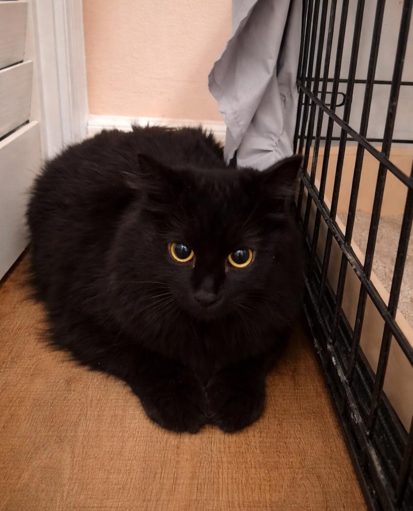 Enlarge Tornado (and Winter), a ADOPTABLE Domestic Short Hair in Keansburg, NJ image 2/4