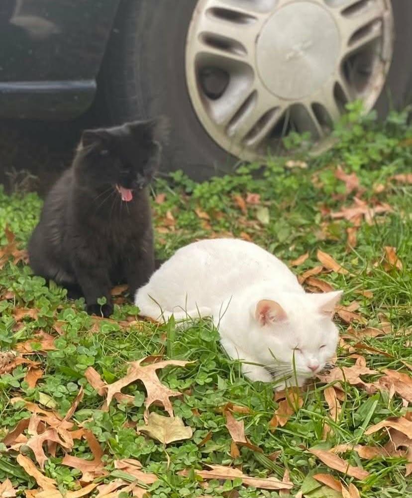 Enlarge Tornado (and Winter), a ADOPTABLE Domestic Short Hair in Keansburg, NJ image 4/4