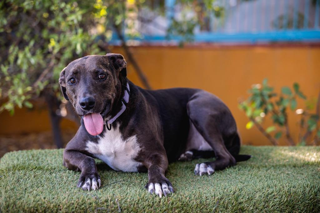Kira, Adoptable, Young Female Black Labrador Retriever & Boxer.