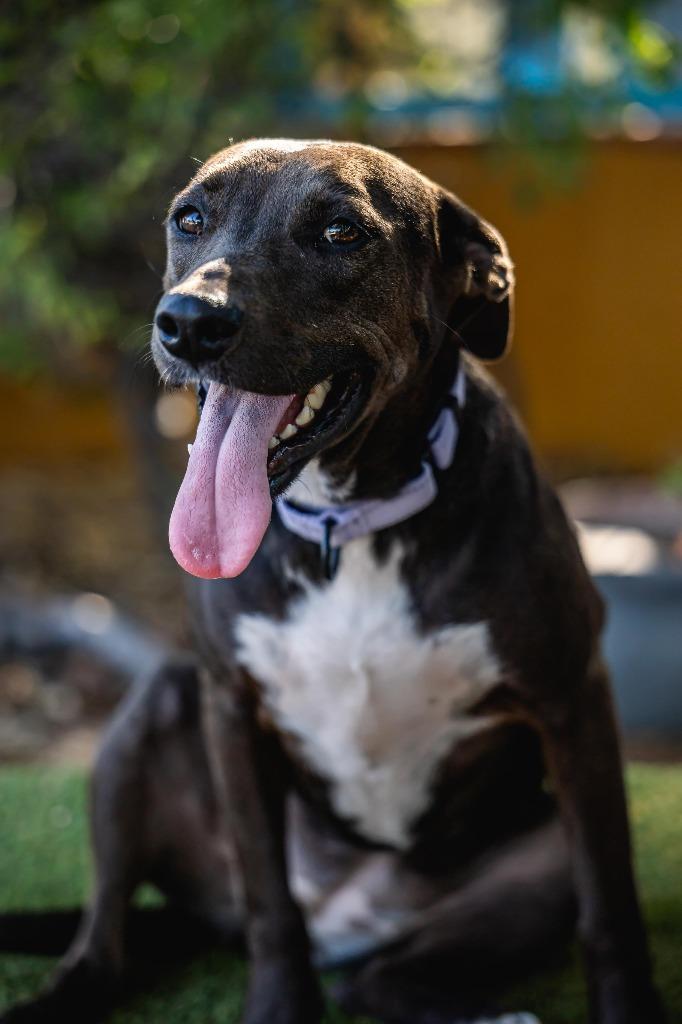 Kira, a Adoptable mixed breed in Anacortes, WA image 2/6