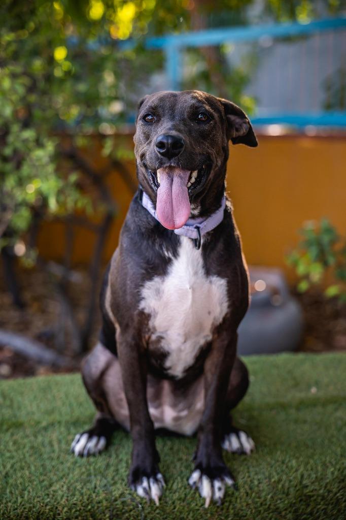 Kira, a Adoptable mixed breed in Anacortes, WA image 3/6