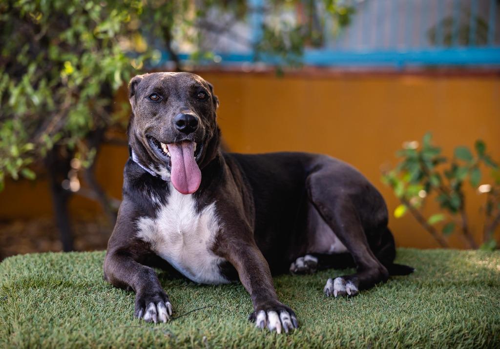 Kira, a Adoptable mixed breed in Anacortes, WA image 4/6