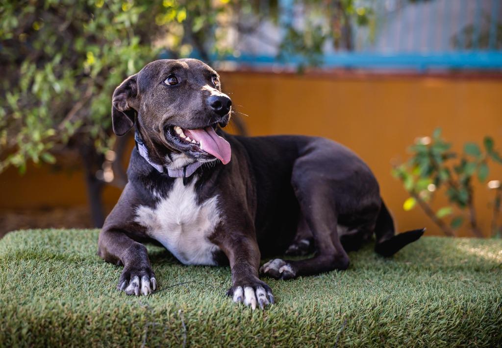 Kira, a Adoptable mixed breed in Anacortes, WA image 5/6