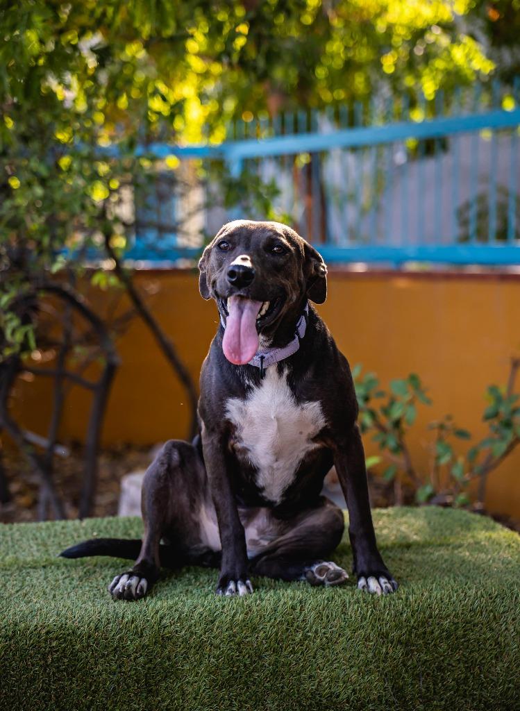 Kira, a Adoptable mixed breed in Anacortes, WA image 6/6
