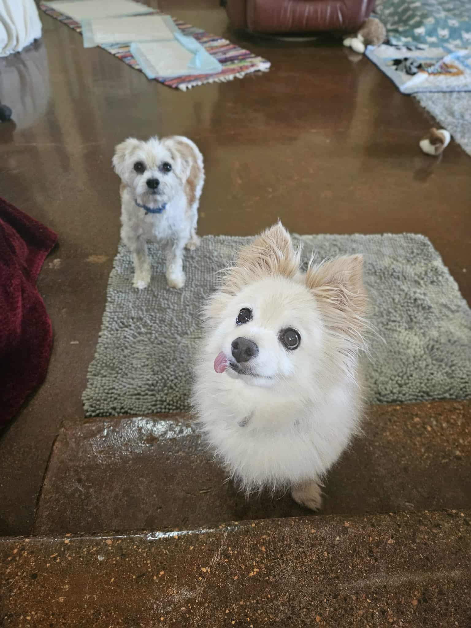 Teddy & Cooper