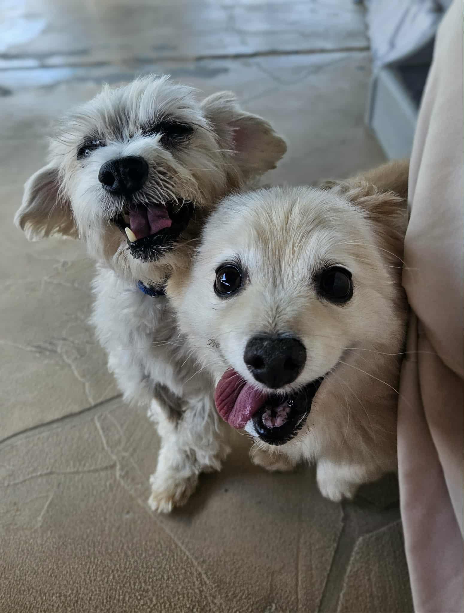 Teddy & Cooper