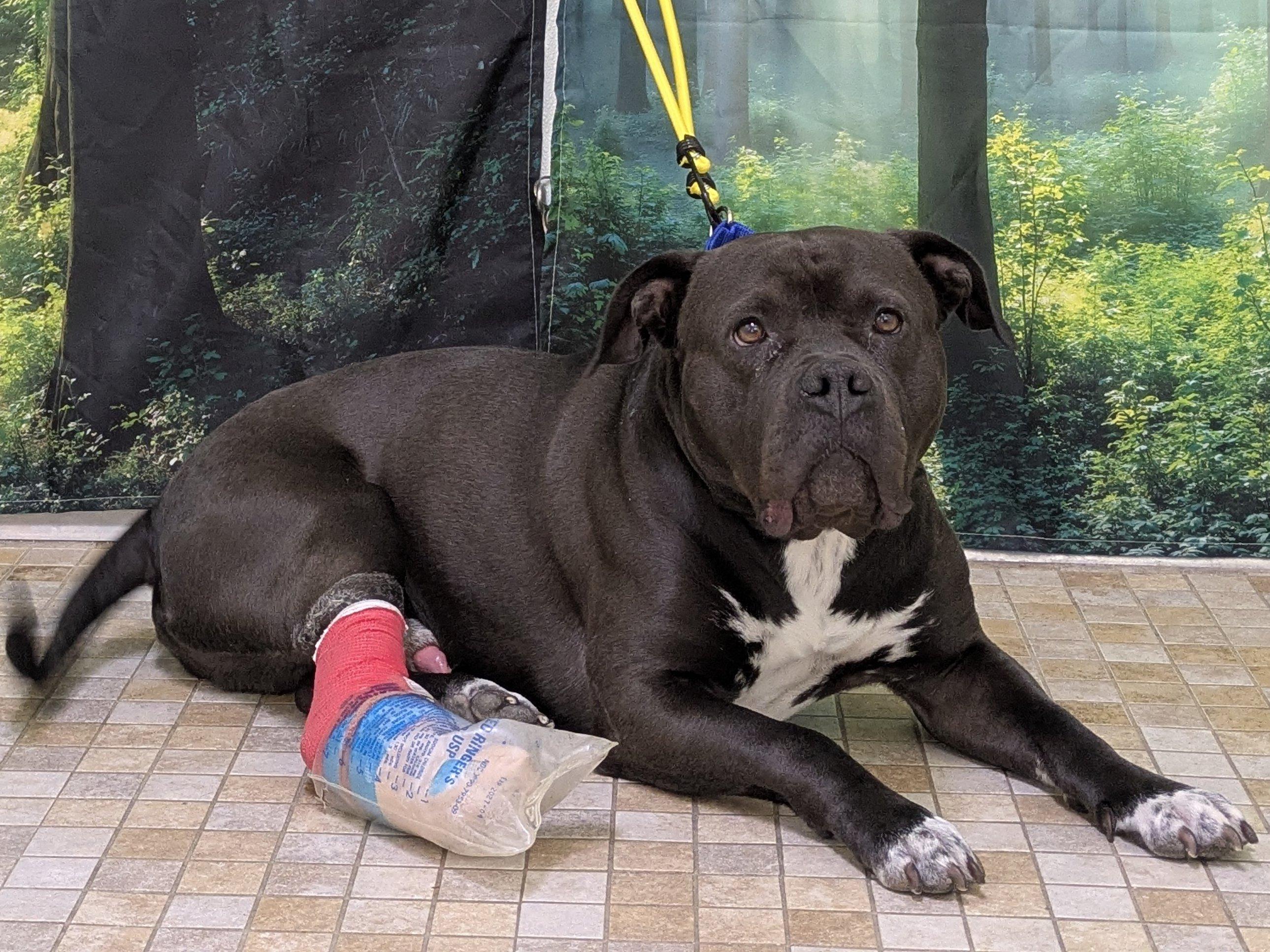 Enlarge Bruce, a Adoptable mixed breed in Monroe, WA image 3/6