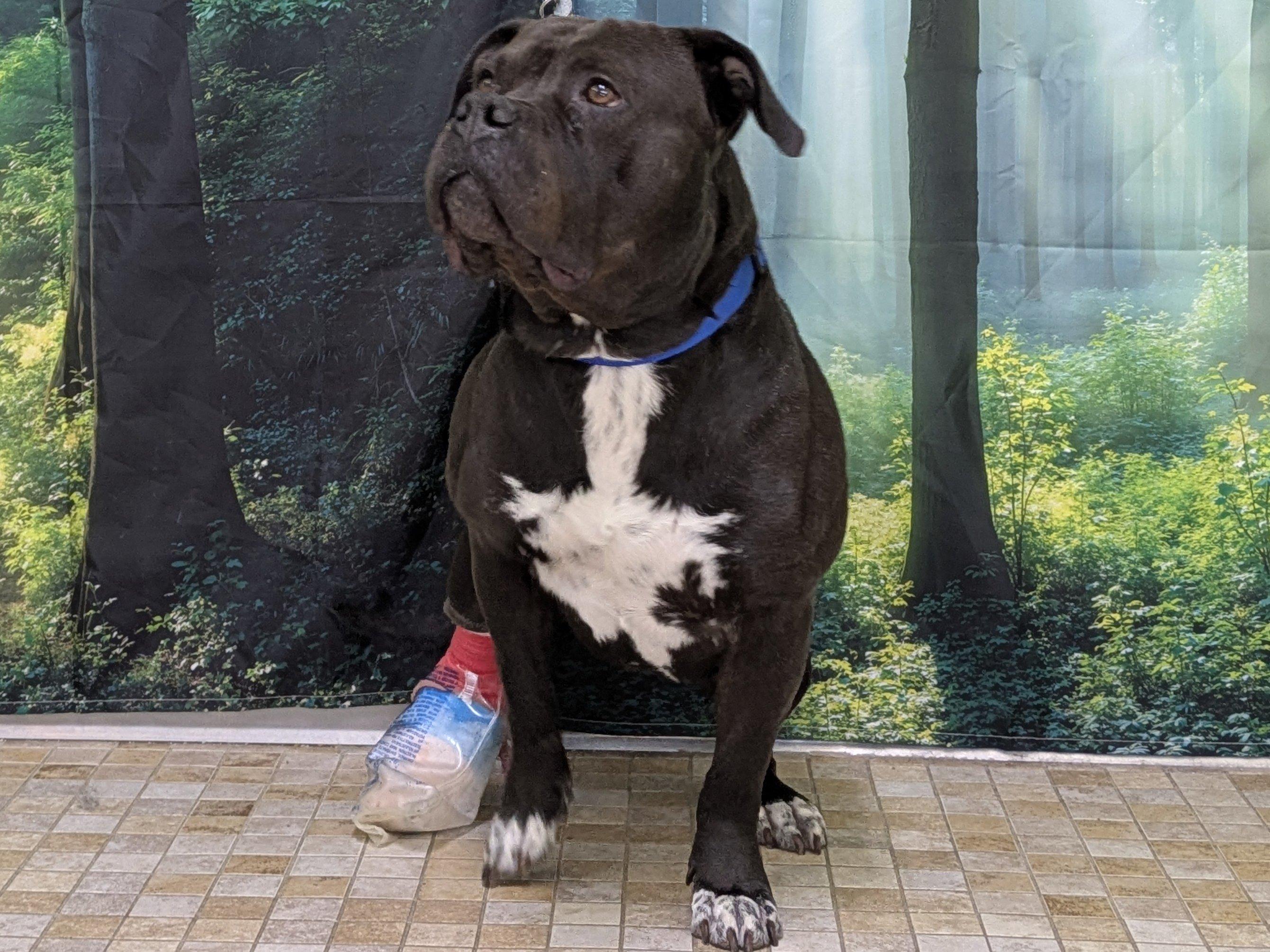 Enlarge Bruce, a Adoptable mixed breed in Monroe, WA image 5/6