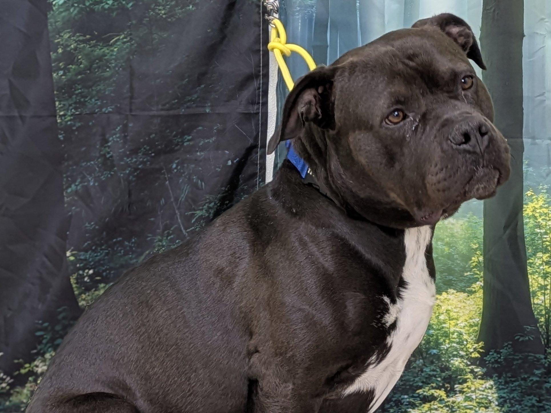 Enlarge Bruce, a Adoptable mixed breed in Monroe, WA image 1/6