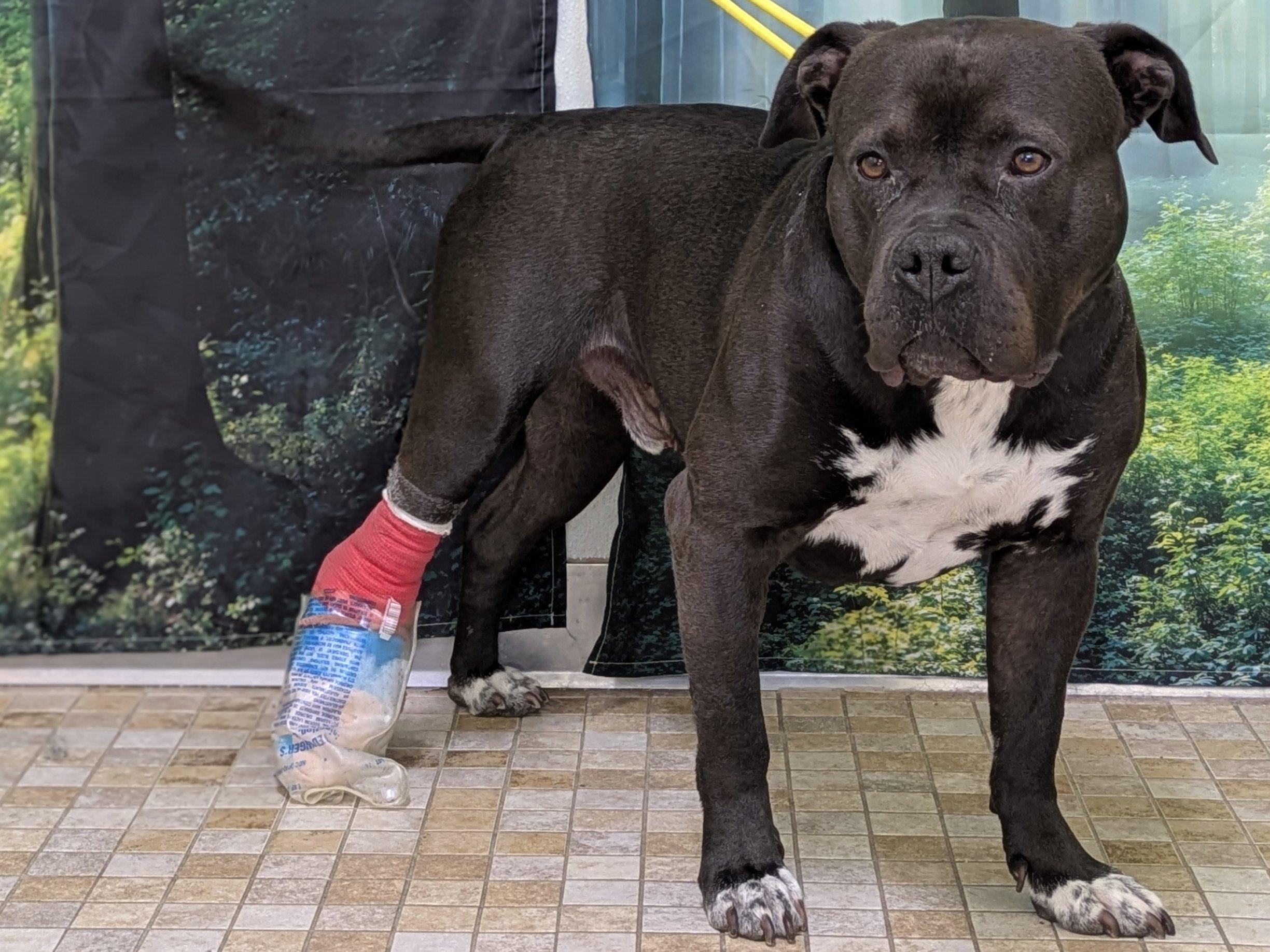 Enlarge Bruce, a Adoptable mixed breed in Monroe, WA image 2/6