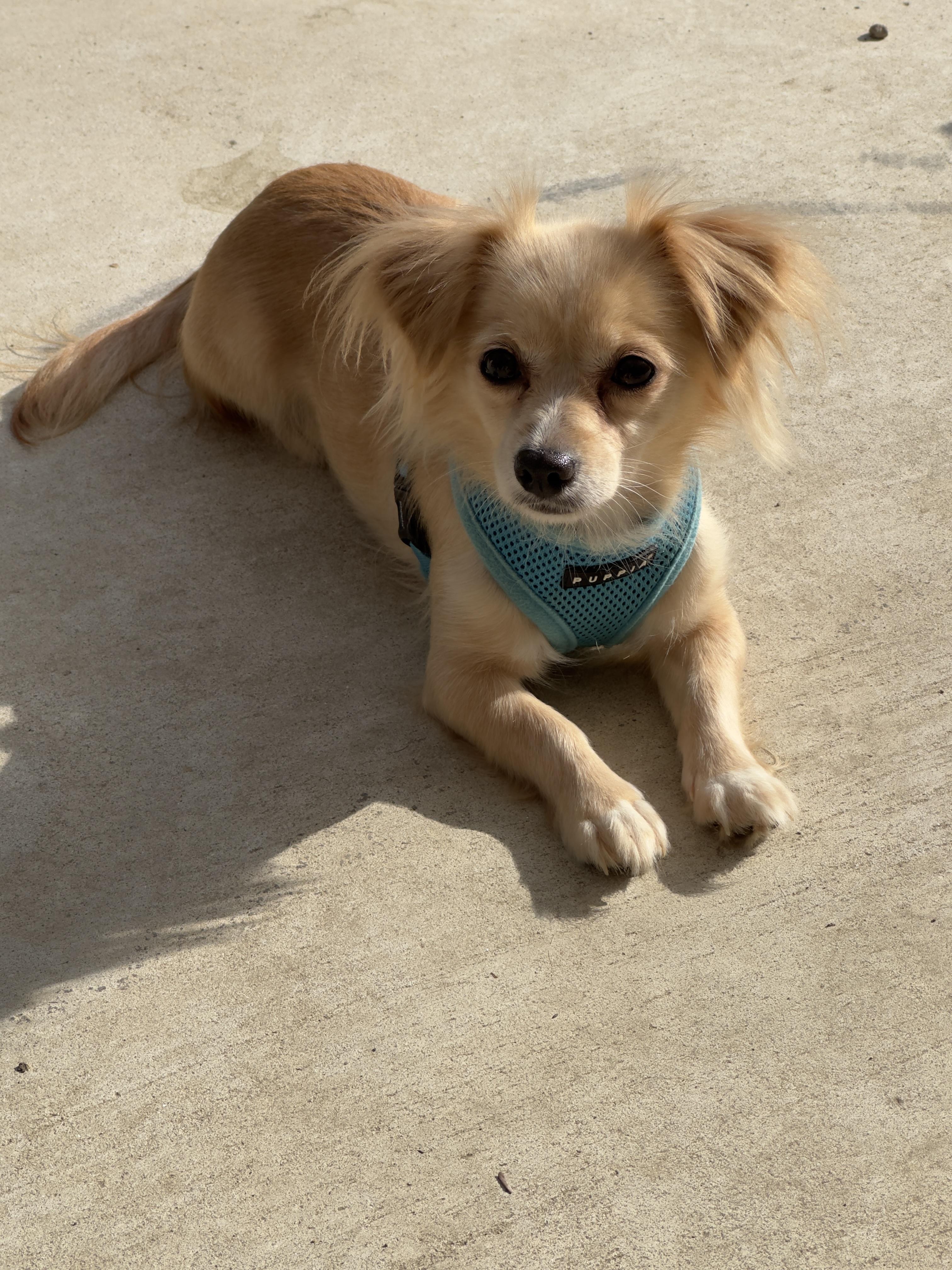 Ruby Red, Adoptable, Adult Female Pomeranian & Chihuahua.