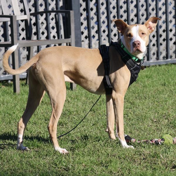 Rue, Adoptable, Young Male Pit Bull Terrier.