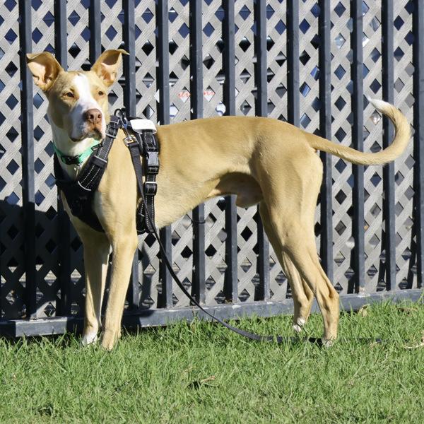 Enlarge Rue, a Adoptable mixed breed in Oakland, CA image 3/6