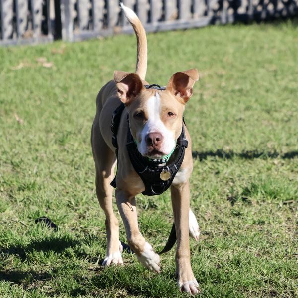 Enlarge Rue, a Adoptable mixed breed in Oakland, CA image 4/6