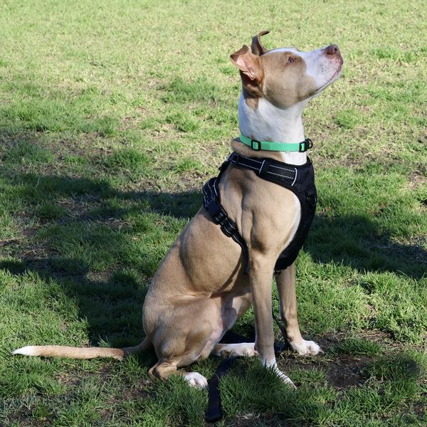 Enlarge Rue, a Adoptable mixed breed in Oakland, CA image 5/6