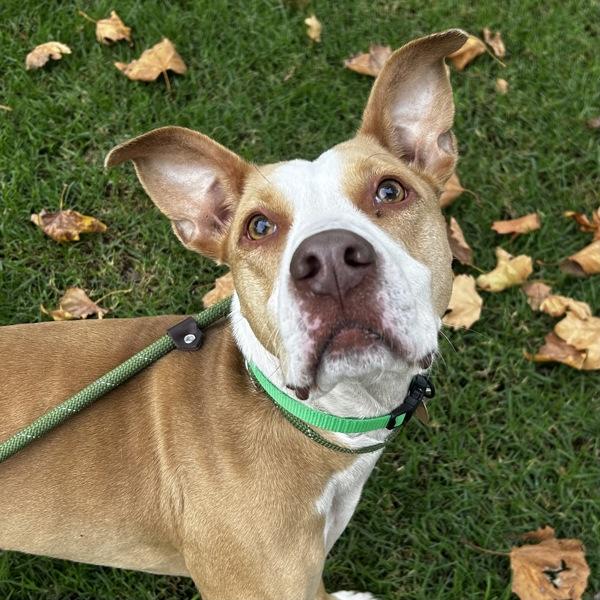 Enlarge Rue, a Adoptable mixed breed in Oakland, CA image 6/6