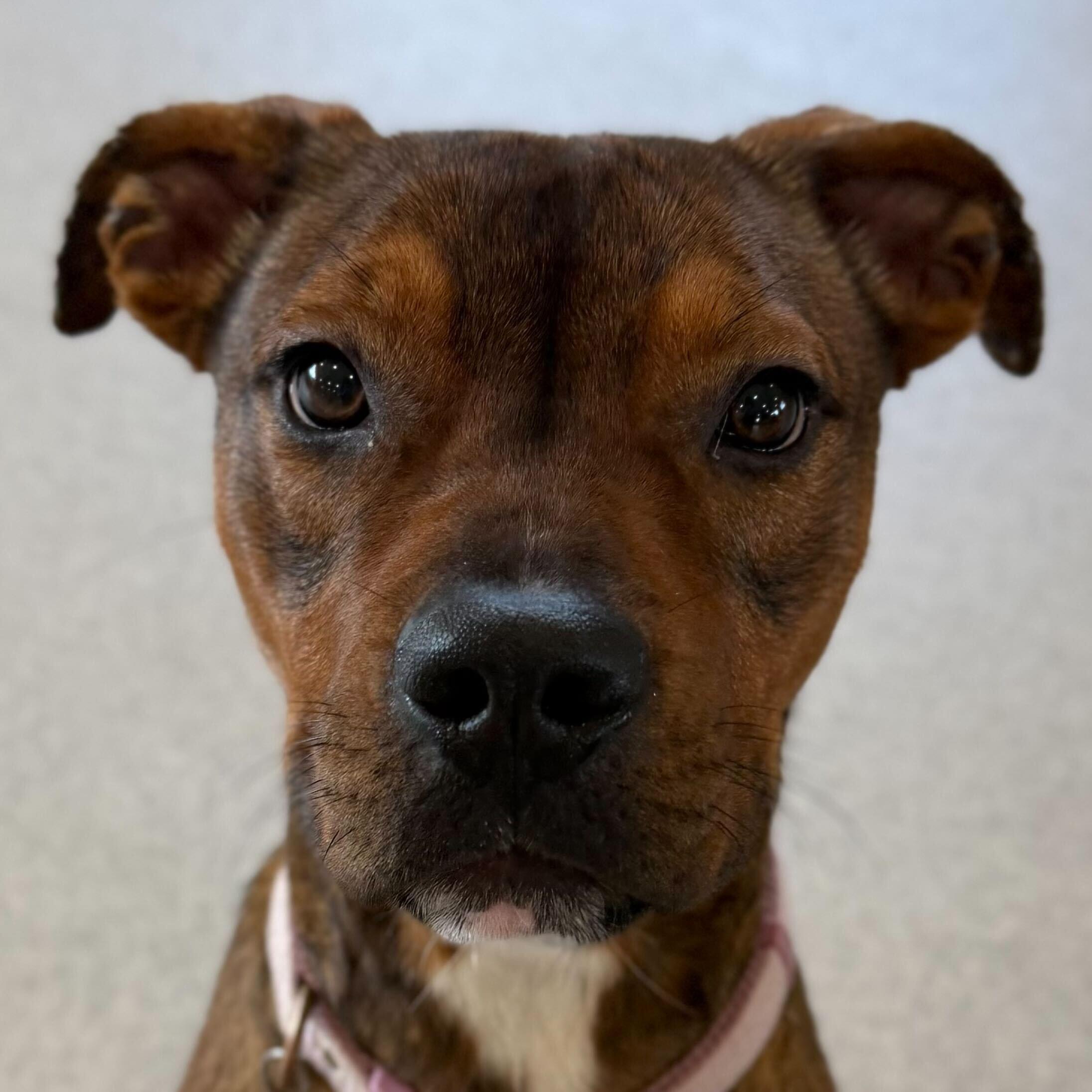 Penelope, Adoptable, Adult Female Terrier.