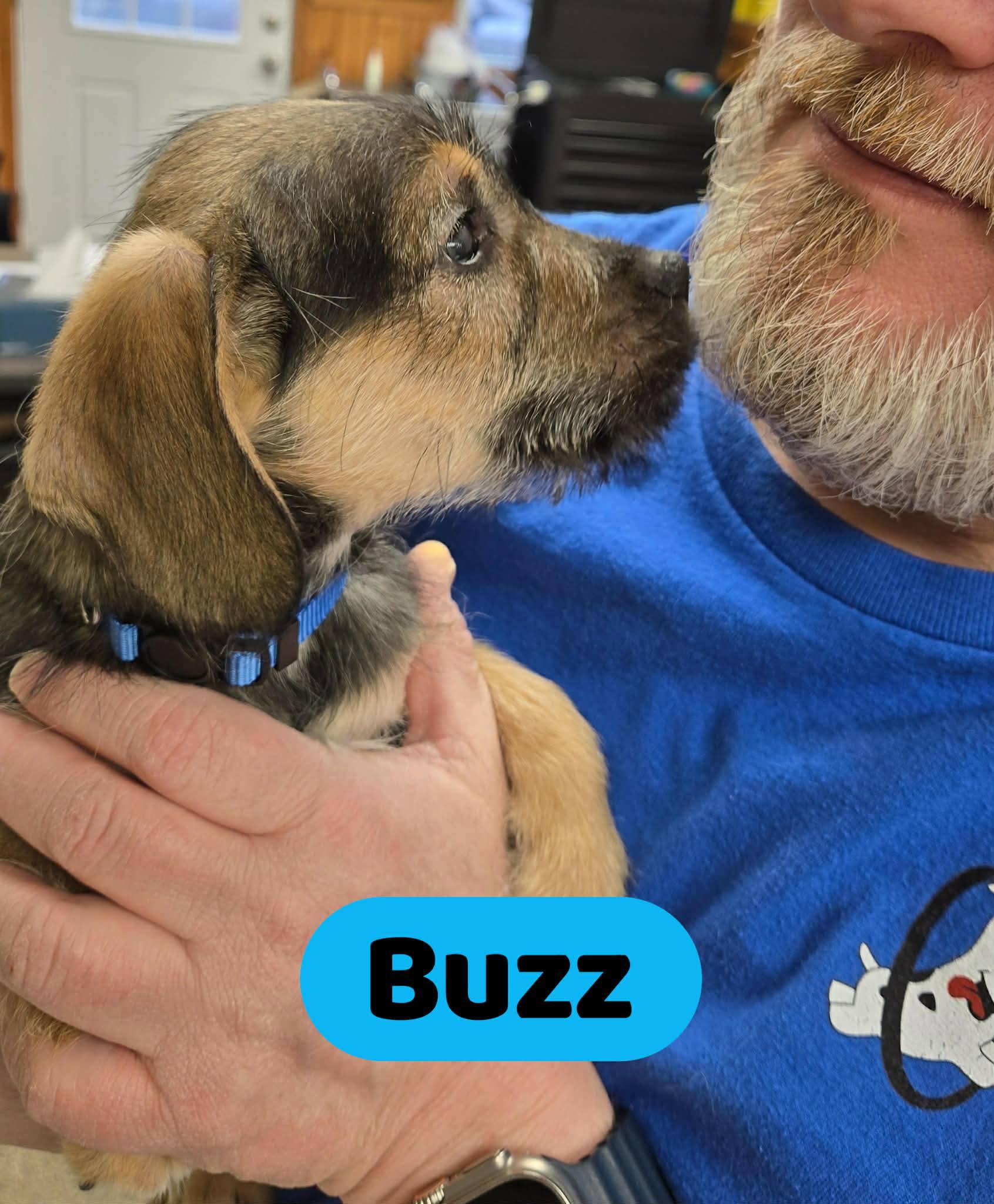 Enlarge Buzz, a ADOPTABLE mixed breed in North Olmsted, OH image 2/2