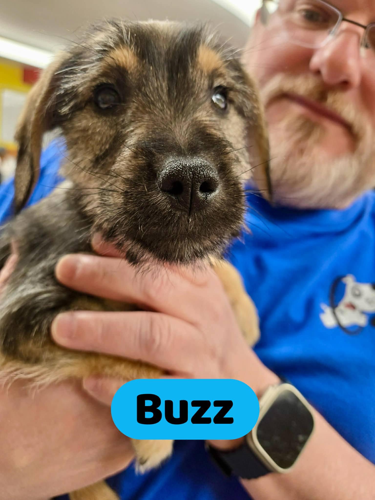 Buzz, ADOPTABLE, Puppy Male Miniature Schnauzer & Australian Shepherd.