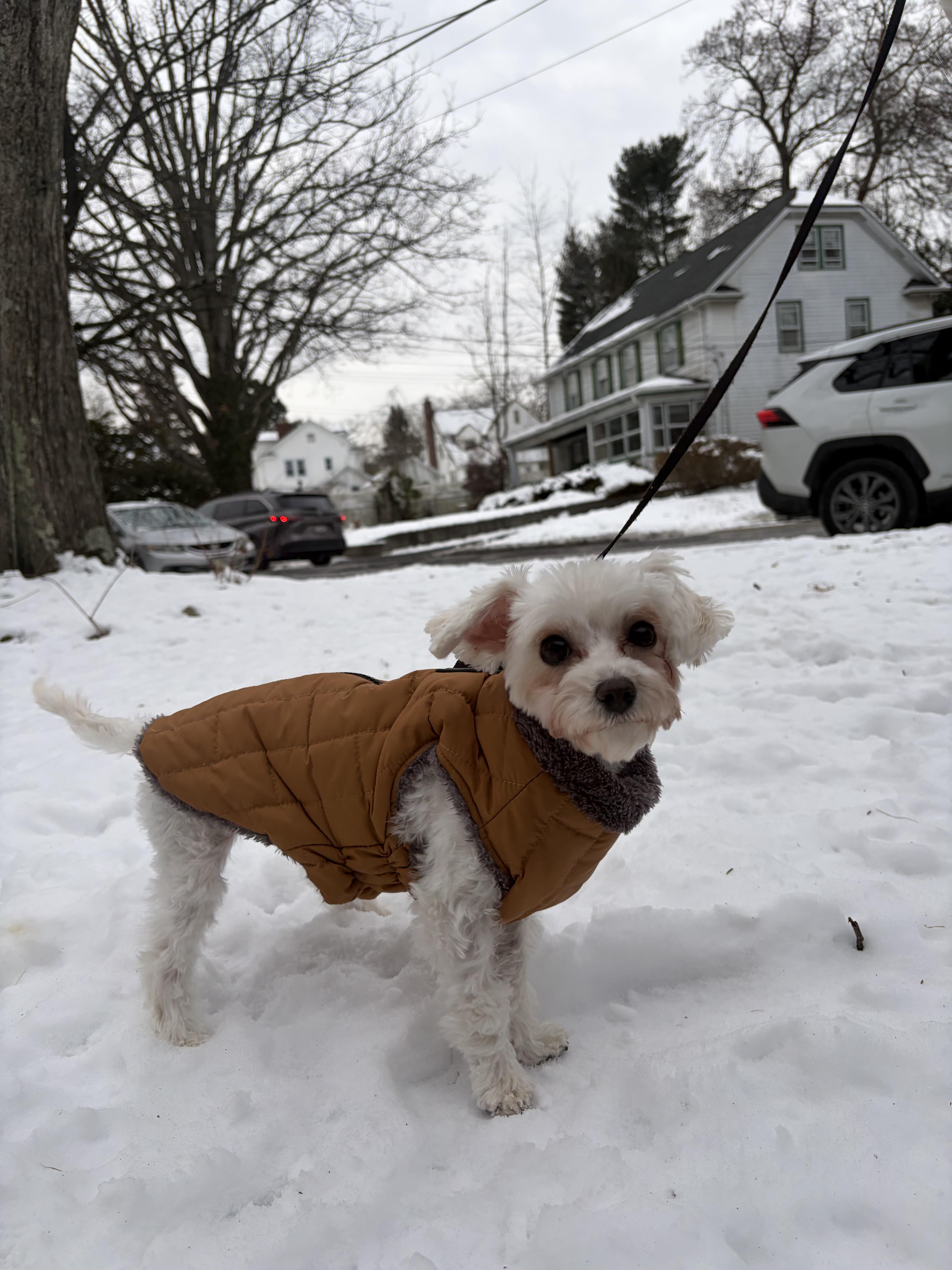 Enlarge Machi, a ADOPTABLE Maltese in Thornwood, NY image 1/6