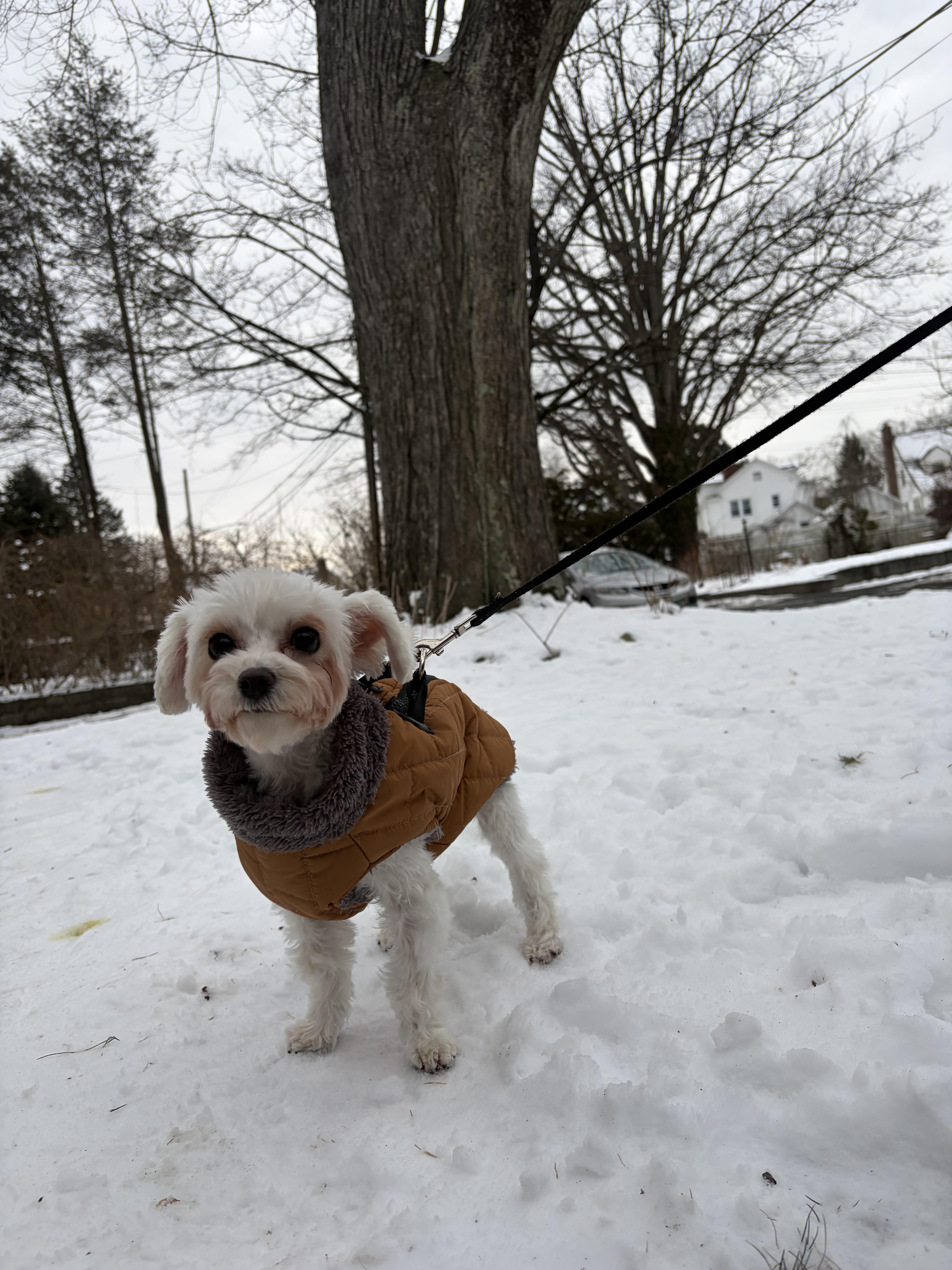 Enlarge Machi, a ADOPTABLE Maltese in Thornwood, NY image 6/6
