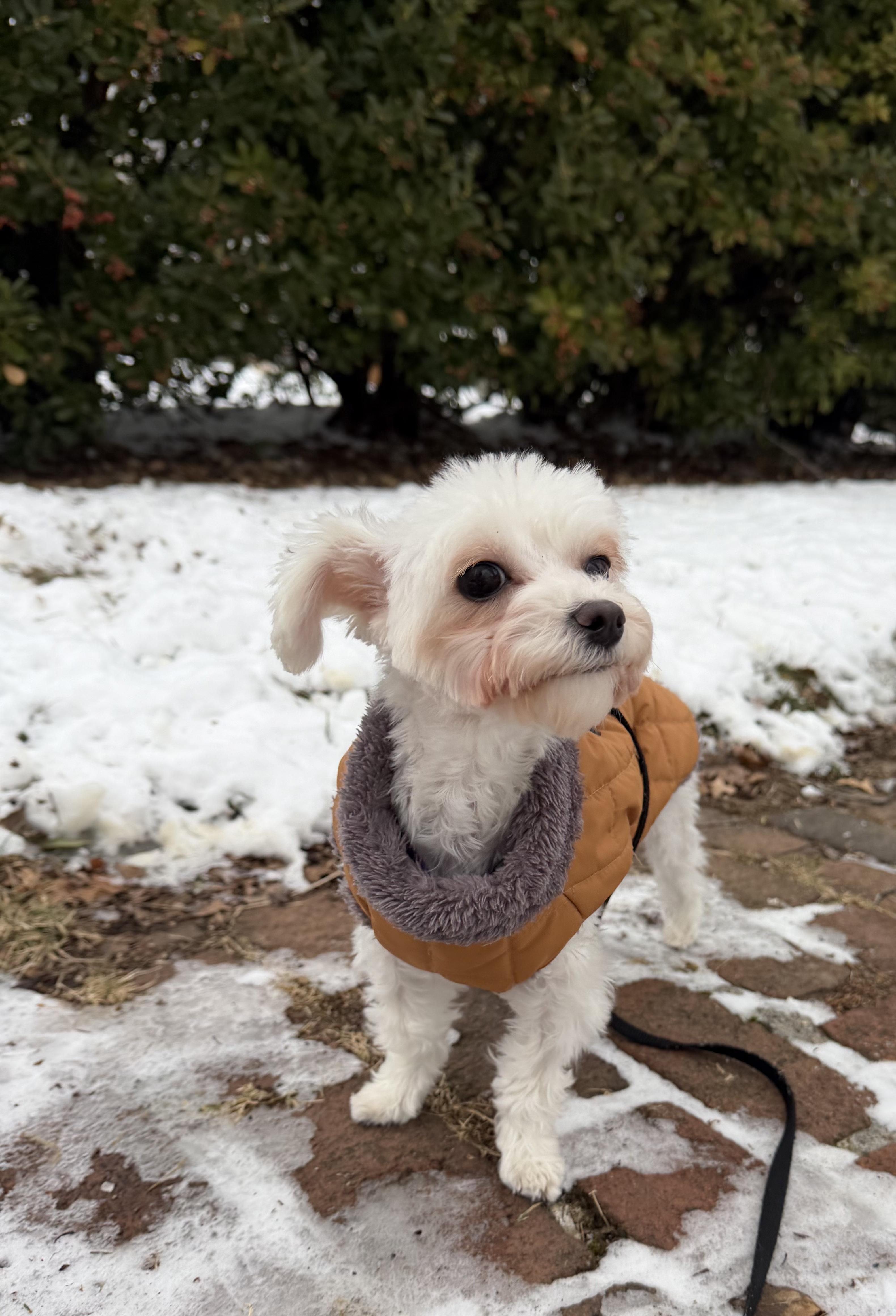 Enlarge Machi, a ADOPTABLE Maltese in Thornwood, NY image 3/6