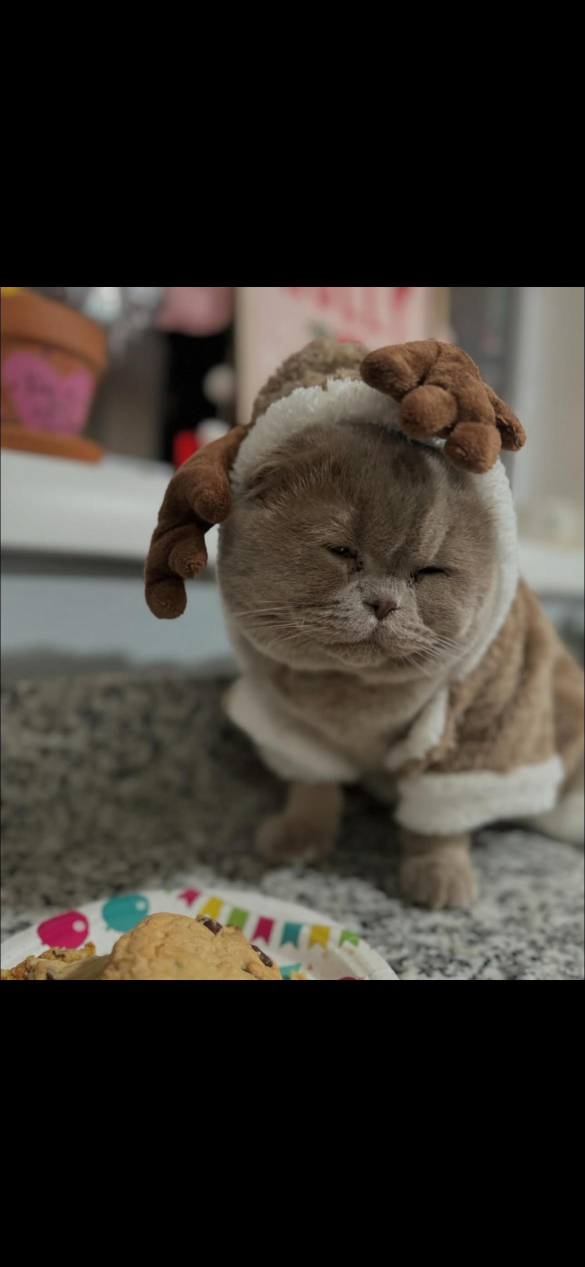 Blue, a Adopted Scottish Fold in Riverside, RI image 1/4