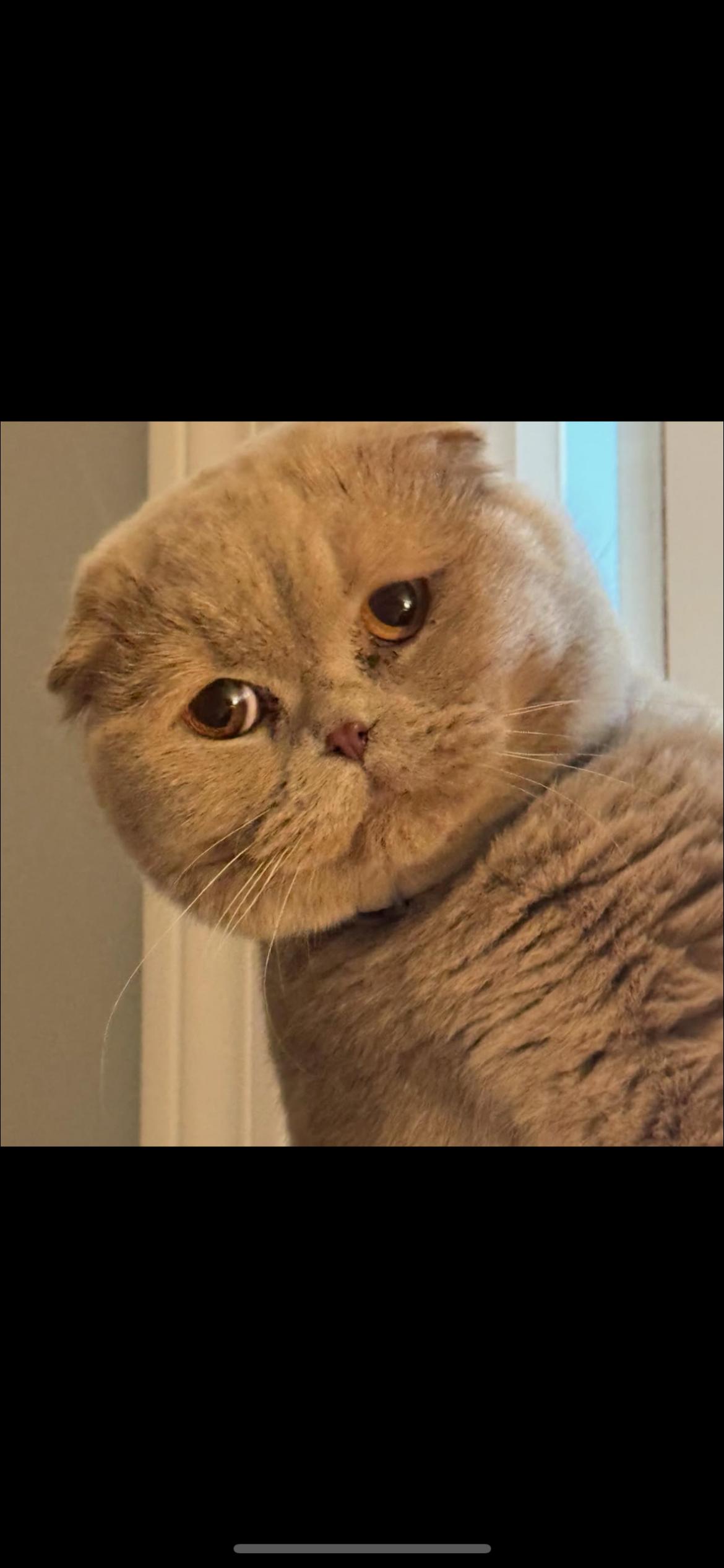 Blue, a Adopted Scottish Fold in Riverside, RI image 2/4