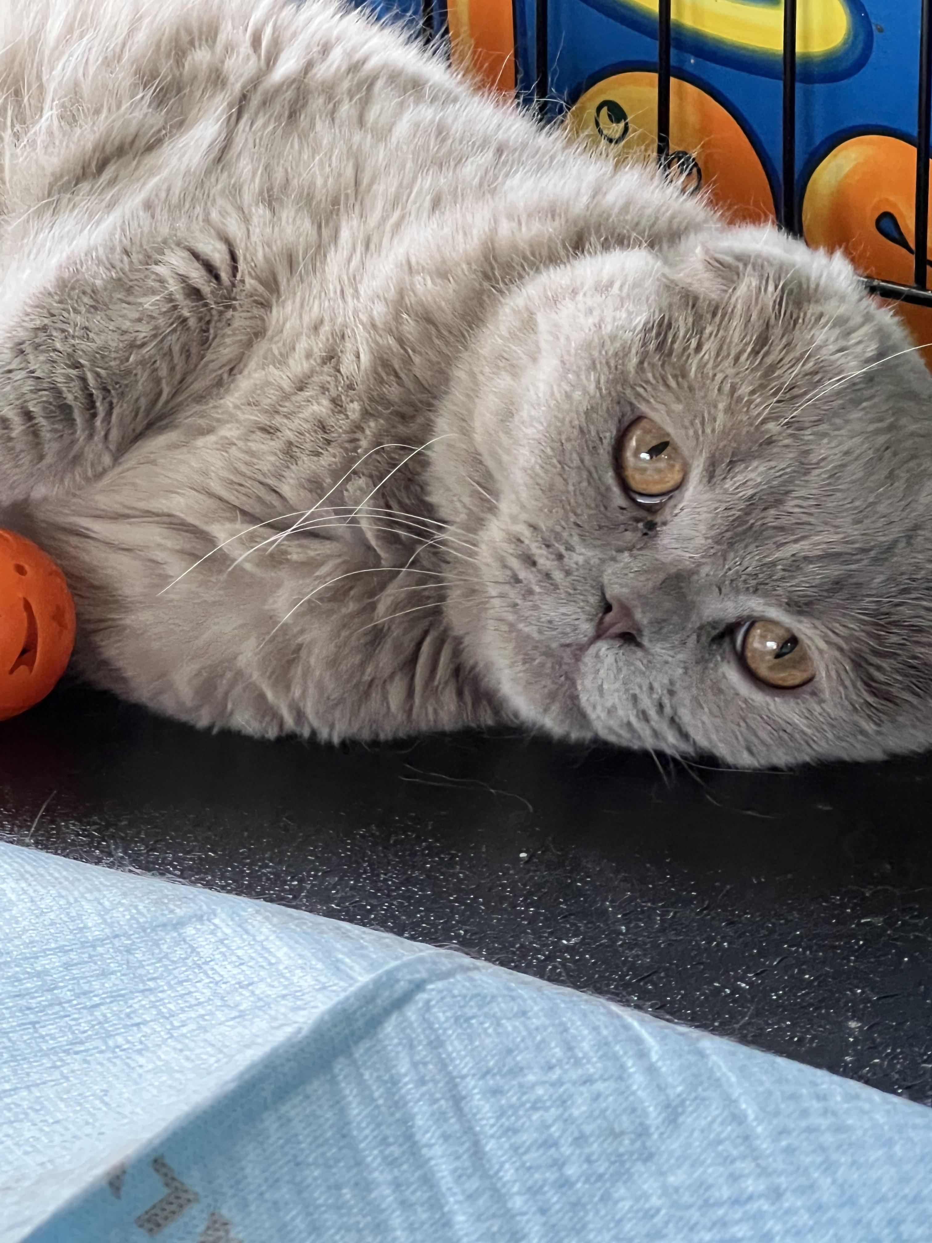 Blue, a Adopted Scottish Fold in Riverside, RI image 3/4