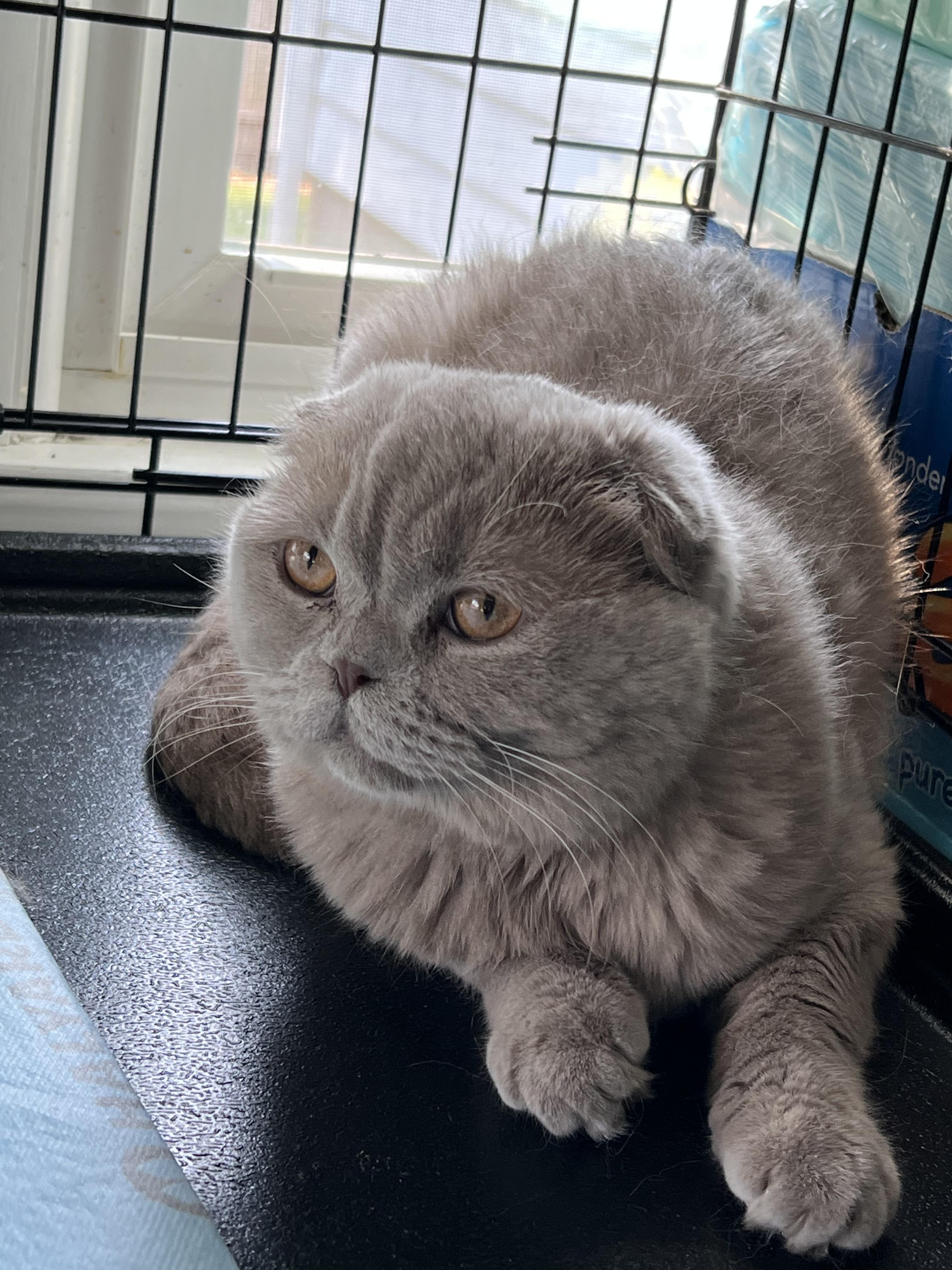 Blue, a Adopted Scottish Fold in Riverside, RI image 4/4