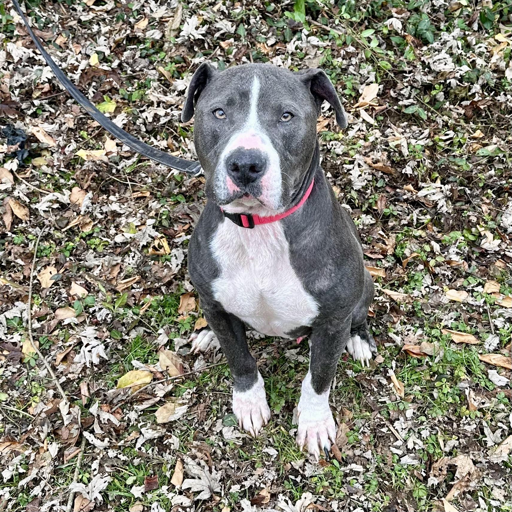 Kringle, ADOPTABLE, Young Male Staffordshire Bull Terrier.