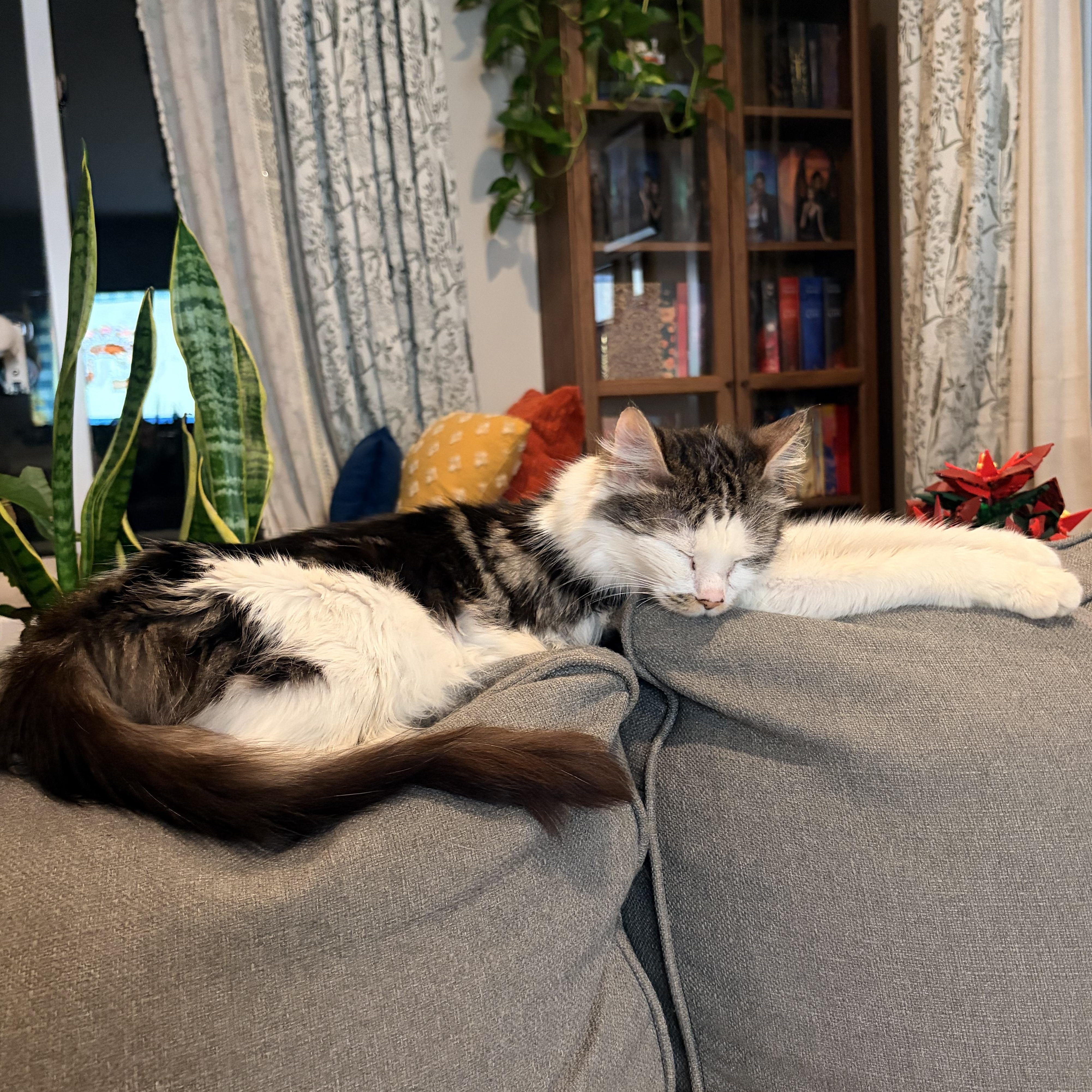 Enlarge Tulip- spring time all the time!, a Adoptable Domestic Medium Hair in Red Hook, NY image 4/5