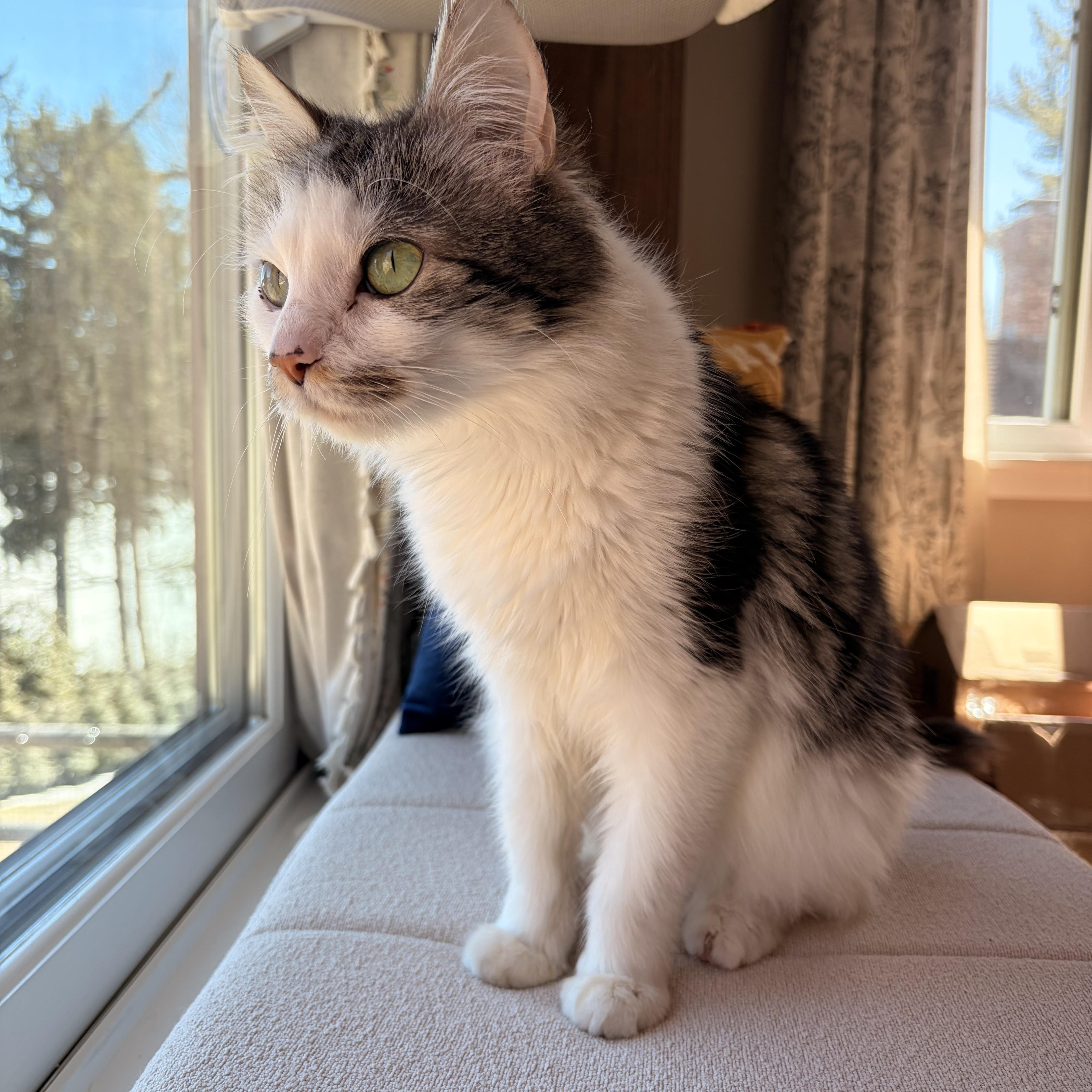 Enlarge Tulip- spring time all the time!, a Adoptable Domestic Medium Hair in Red Hook, NY image 3/5