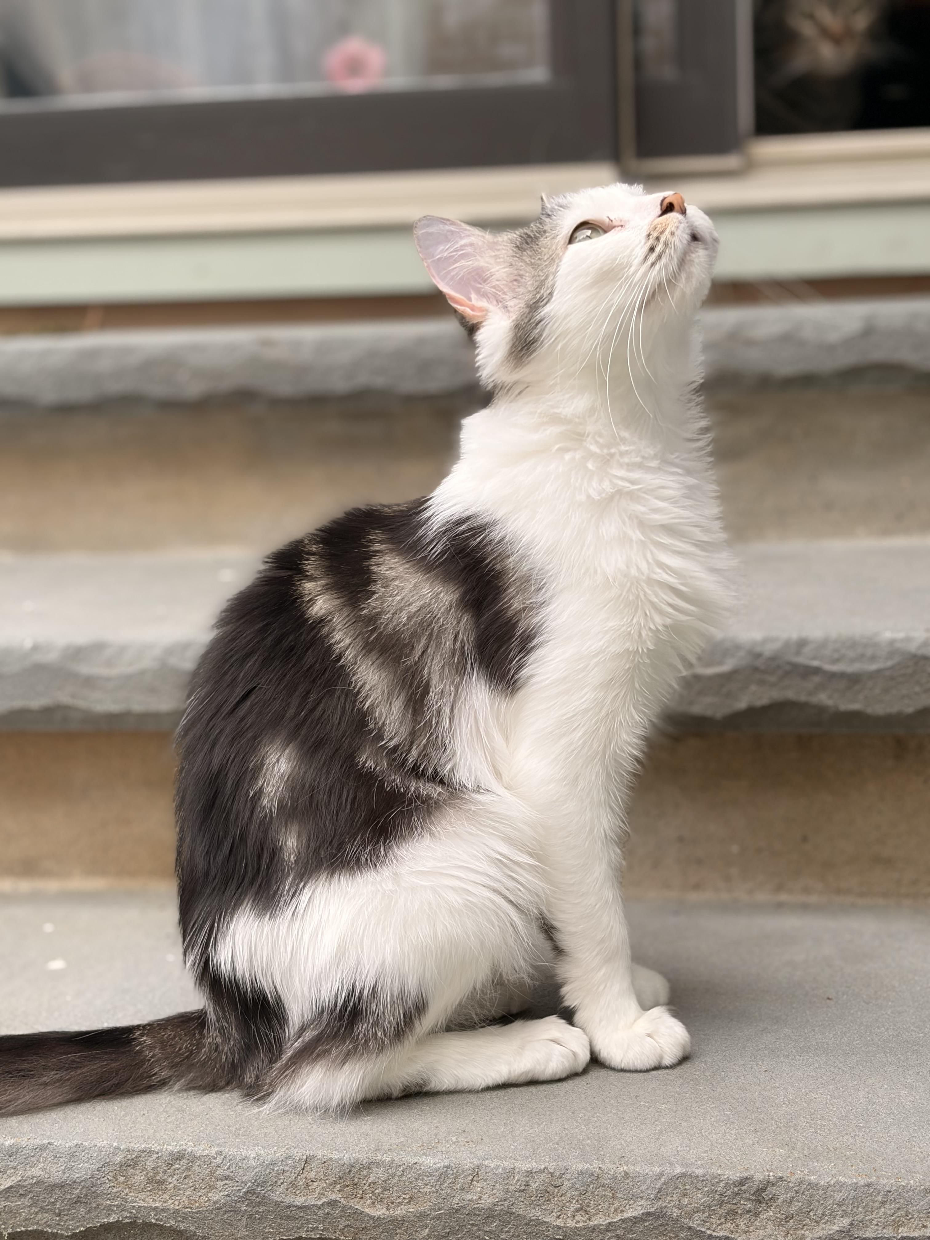 Enlarge Tulip- spring time all the time!, a Adoptable Domestic Medium Hair in Red Hook, NY image 5/5
