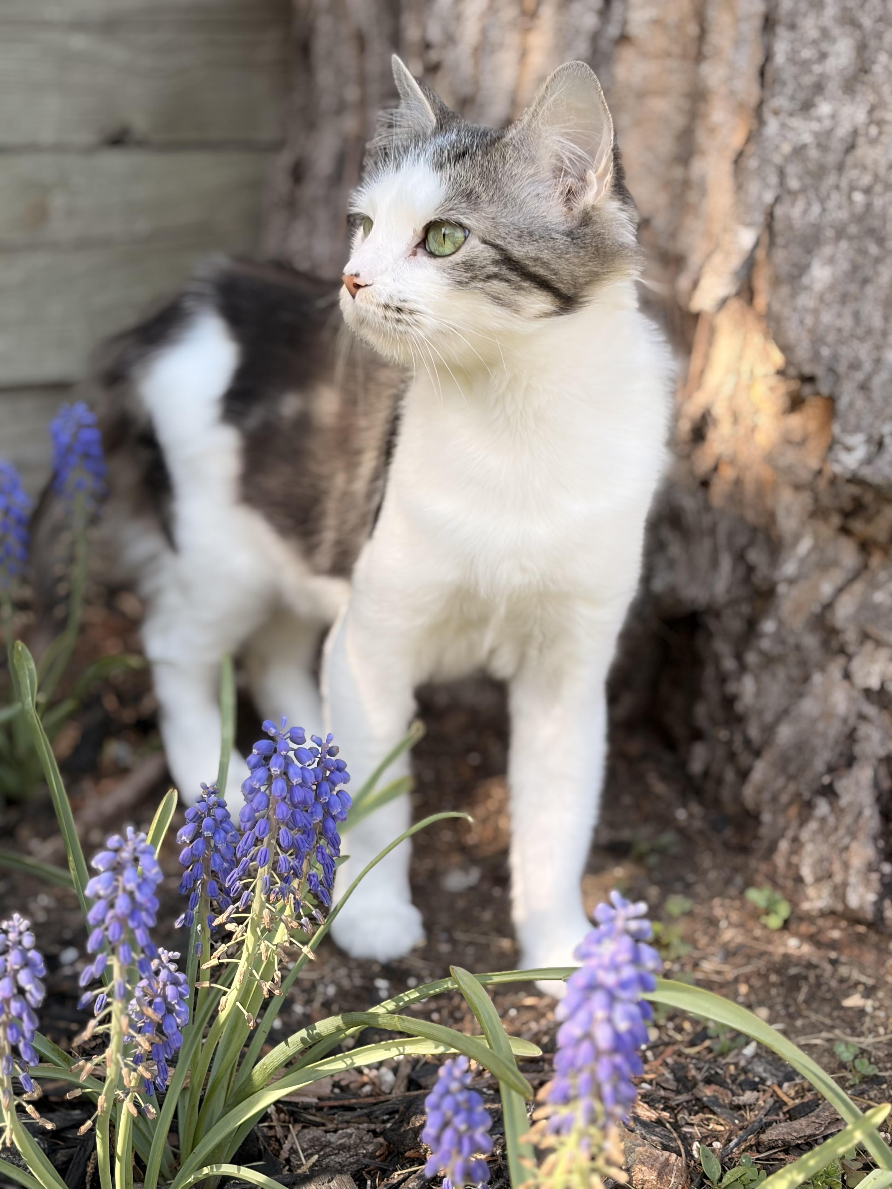 Enlarge Tulip- spring time all the time!, a Adoptable Domestic Medium Hair in Red Hook, NY image 2/5