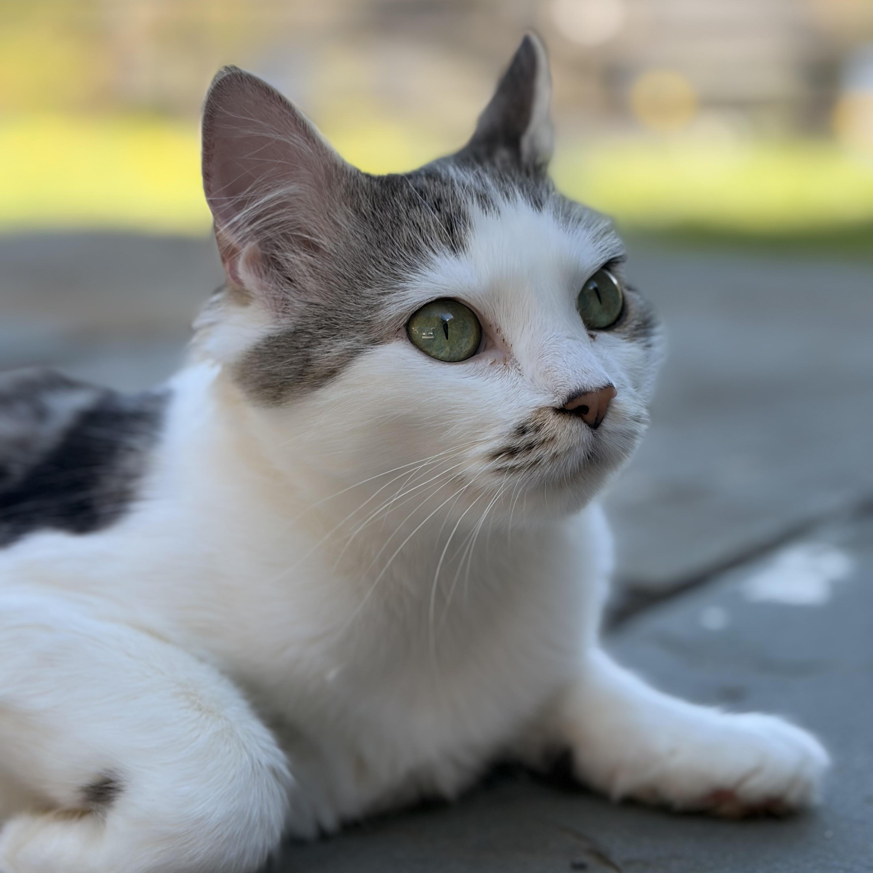 Enlarge Tulip- spring time all the time!, a Adoptable Domestic Medium Hair in Red Hook, NY image 1/5