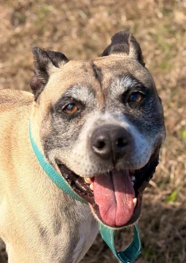 Kilo (Cell Dog Graduate), Adoptable, Adult Male Hound & Mountain Cur.
