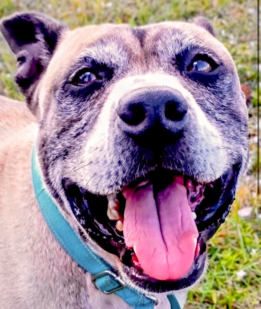 Kilo (Cell Dog Graduate), a Adoptable mixed breed in Labelle, FL image 2/6