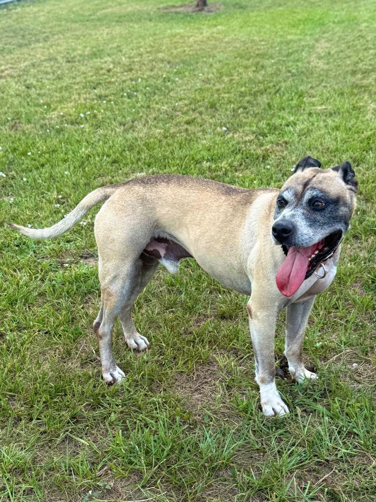Kilo (Cell Dog Graduate), a Adoptable mixed breed in Labelle, FL image 3/6