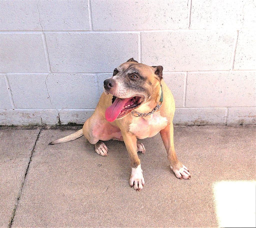 Kilo (Cell Dog Graduate), Adoptable, Adult Male Hound & Mountain Cur.