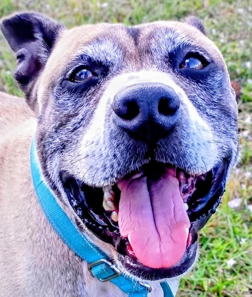 Enlarge Kilo (Cell Dog Graduate), a Adoptable mixed breed in Labelle, FL image 4/5