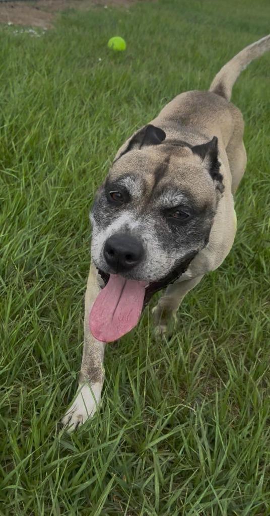 Kilo (Cell Dog Graduate), a Adoptable mixed breed in Labelle, FL image 6/6