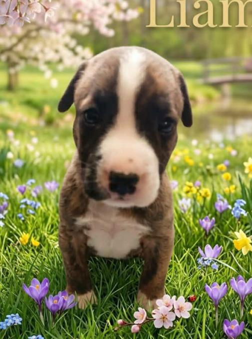 Enlarge Liam, a Adoptable mixed breed in Eutawville, SC image 1/1