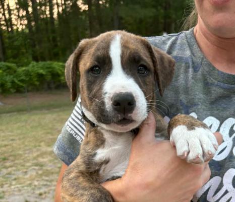 Liam, adoptable, Puppy Male Mixed Breed.