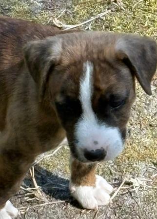 Liam, Adoptable, Puppy Male Mixed Breed.