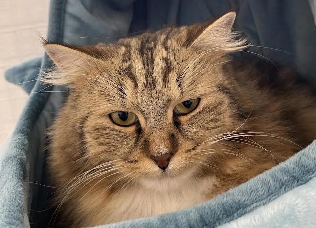 Enlarge Docy, a Adoptable mixed breed in Brookings, OR image 1/1