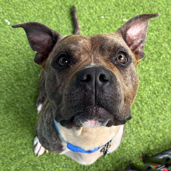 Potato Chip, a Adoptable Pit Bull Terrier in Tampa, FL image 1/6