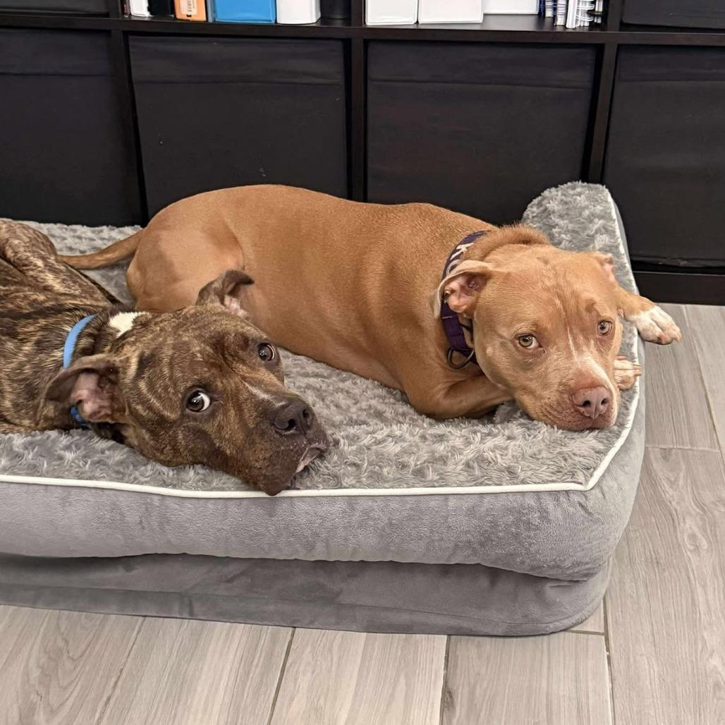 Potato Chip, Adoptable, Adult Male Pit Bull Terrier.